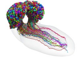 El primer mapa completo del 'cableado' del cerebro de un insecto, paso clave para entender el comportamiento humano