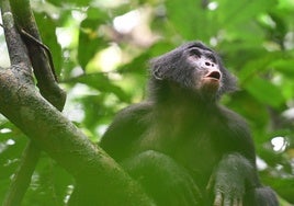 Científicos crean un diccionario 'bonobo-humano' y confirman que  emiten 'frases' complejas como las nuestras