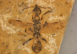 Descubren en Brasil una 'hormiga del infierno' de hace 113 millones de años, la más antigua conocida