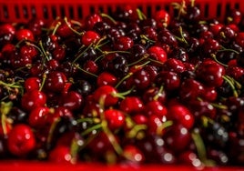 China, el próximo gran reto de la cereza del Jerte