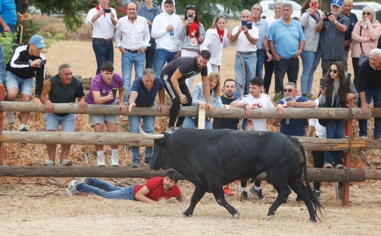 Mucha seguridad y expectación en el encierro que sustituye al Toro de la Vega, celebrado sin altercados