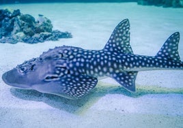 Dos rayas tiburón críticamente amenazadas se incorporan al Oceanogràfic desde el acuario japonés de Okinawa