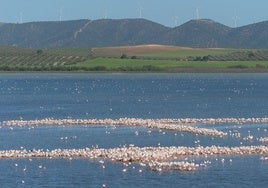 La esperanza renace en la Laguna de Fuente de Piedra, el paraíso del sur de Europa para los flamencos