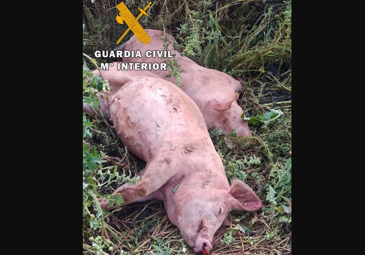 Cerdos maltratados en una imagen de la Guardia Civil
