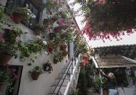 Un año de cuidados, dos semanas de exuberancia: los Patios de Córdoba abren sus puertas