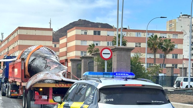 Un camión con una ballena de 27 toneladas a bordo sorprende en el centro de Las Palmas de Gran Canaria
