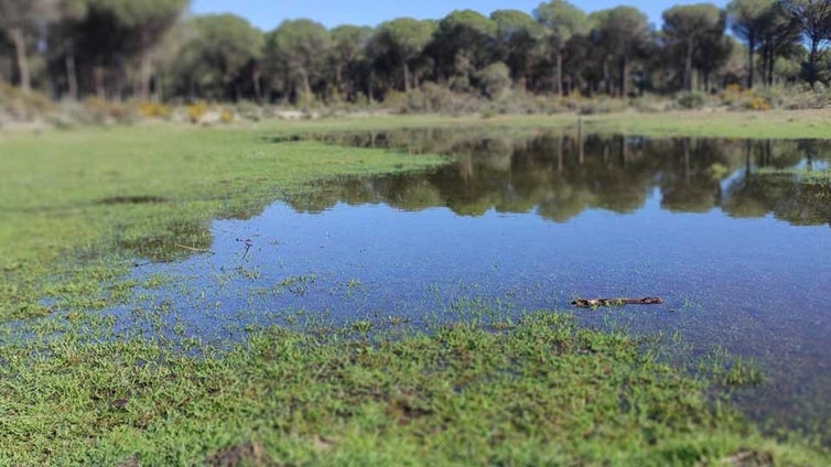 Doñana se viste de verde