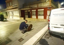 Punta Umbría inicia un plan «intensivo» de desratización en el municipio