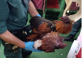 La Guardia Civil destapa un reñidero ilegal de gallos con animales malheridos y sin atención veterinaria en Chiclana