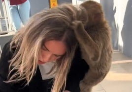 «Cariño,  me está mordiendo. Cariño, quítamelo...»: el agobiante momento de una visitante a la Guarida de los Monos de Gibraltar